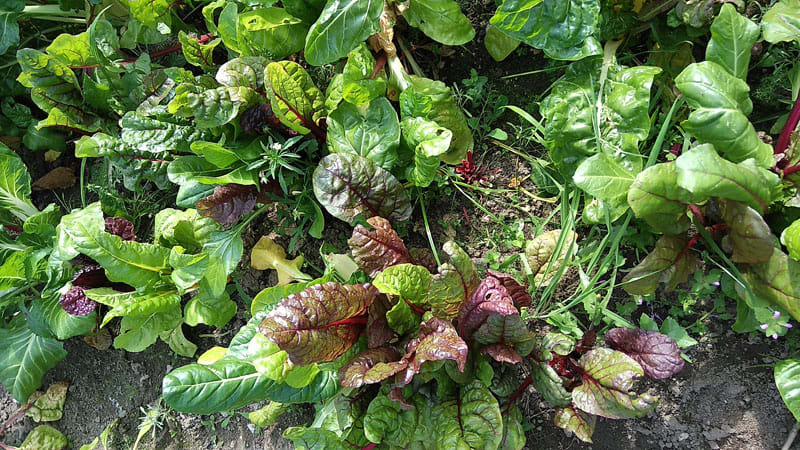 Hier wächst schöner Salat