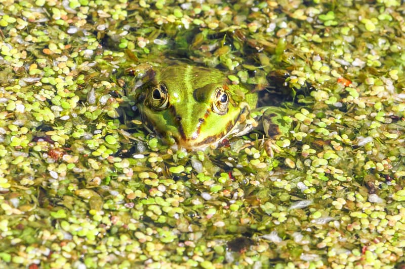 Frosch in Entengrütze