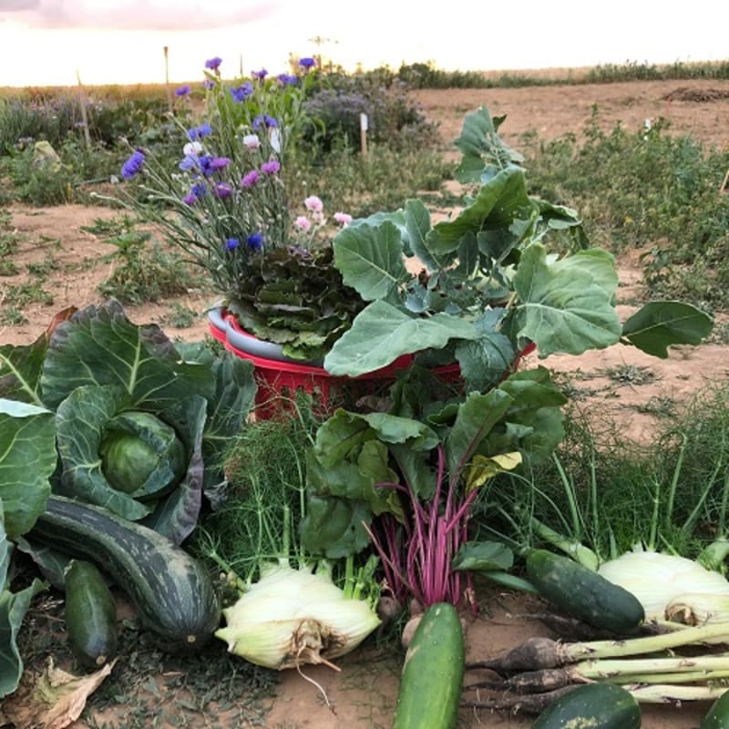 Meine Ernte Feld im Juli 2019