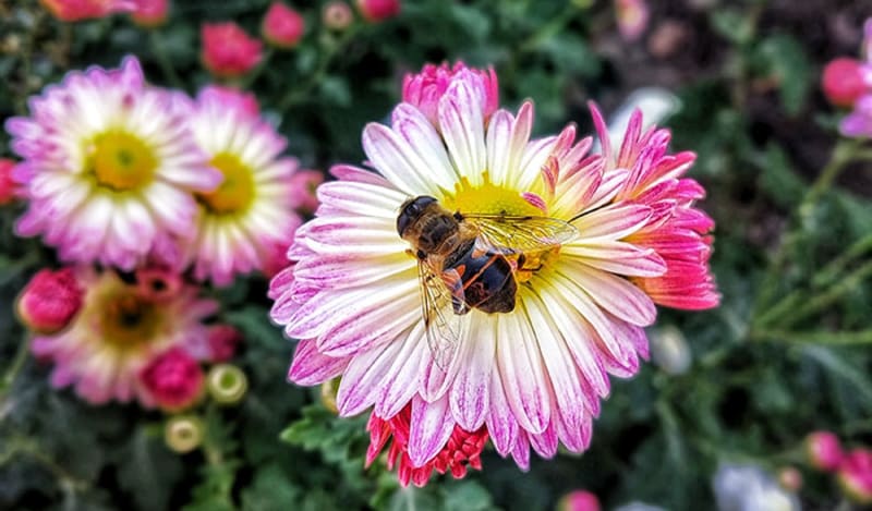 Rosa Gänseblümchen