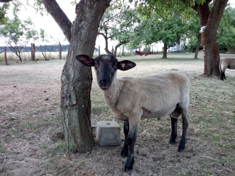 Gustav von Muckeles Farm