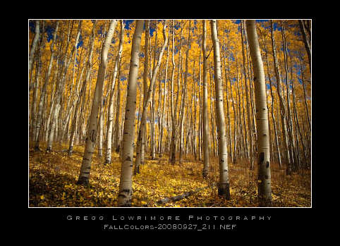 fallcolors-20080927_211