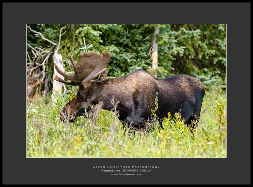 Moose - Ranger Lakes 20180805 369