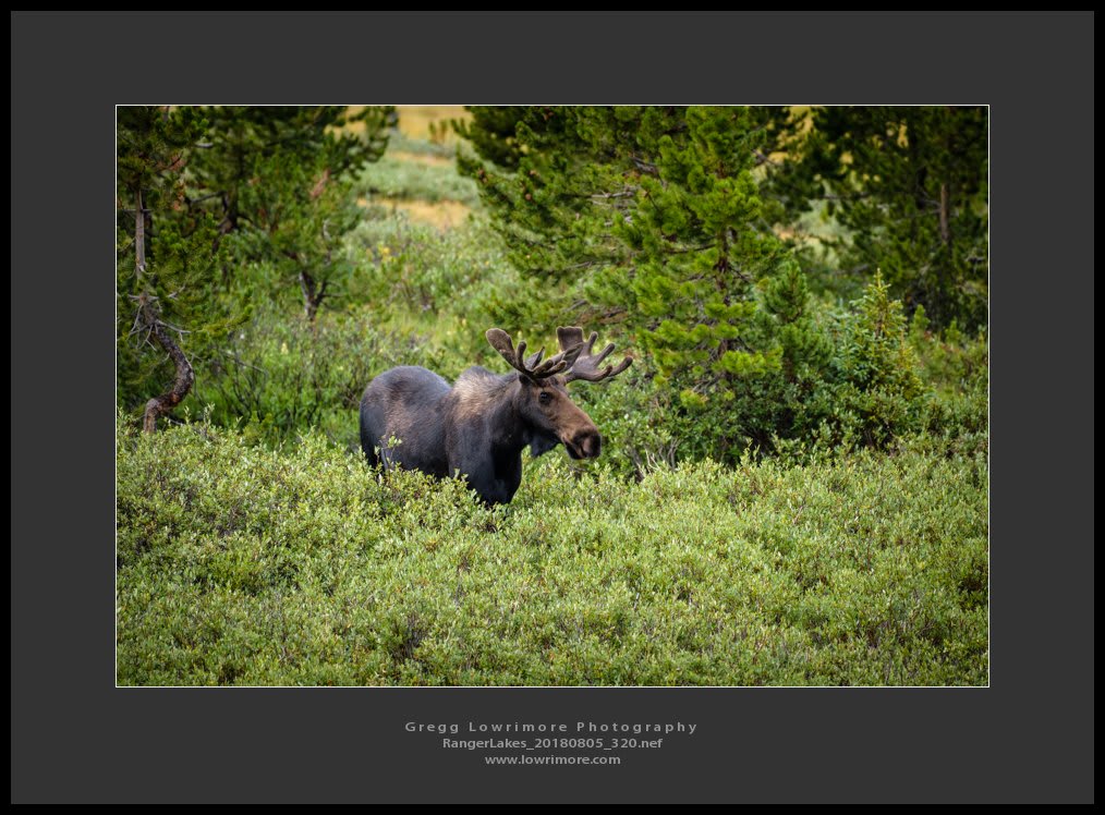 Moose - Ranger Lakes 20180805 320