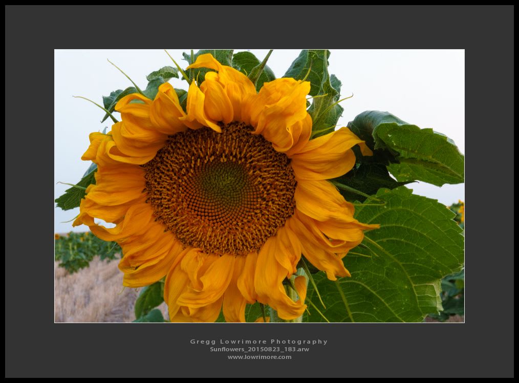 Sunflowers 20150823 183