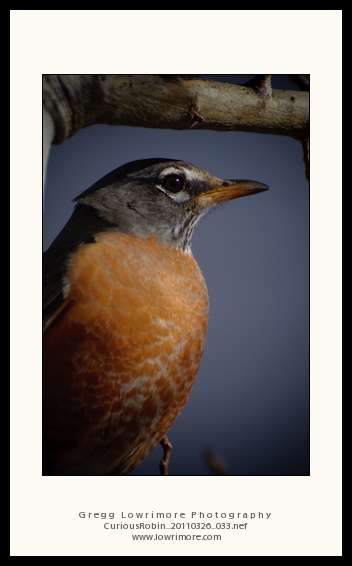 Curious Robin 20110326 033 Curious Robin 20110326 033