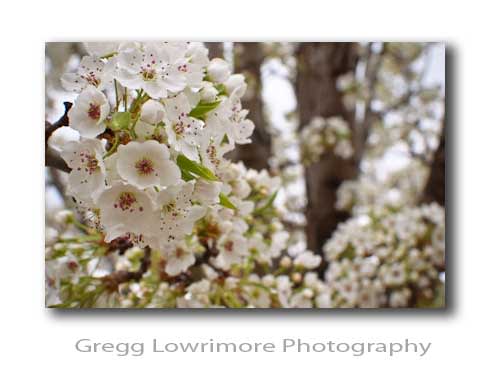 Springtime Fruitless Pear Blooms Springtime Fruitless Pear Blooms