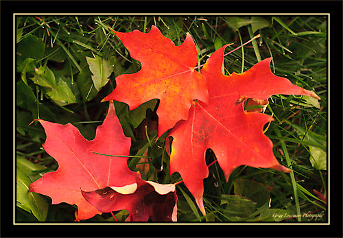 Leaves 20111020 120 Leaves 20111020 120