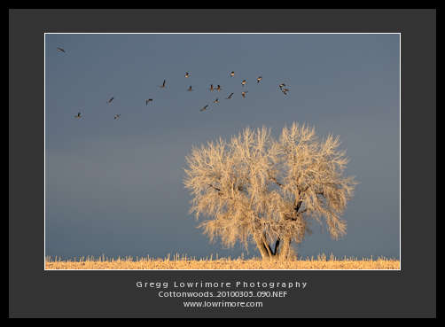 Cottonwood With Geese Lighting Cottonwood With Geese Lighting