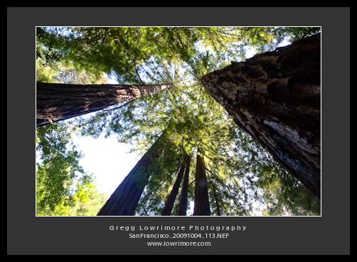 Muir Redwoods - Canopy Muir Redwoods - Canopy