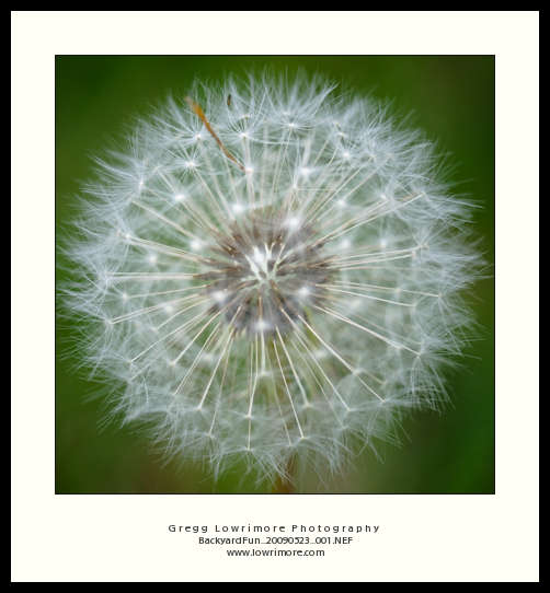Dandelion Dandelion