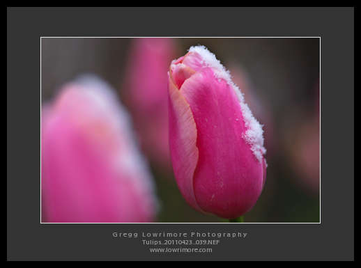Tulips 20110423 039 Tulips 20110423 039