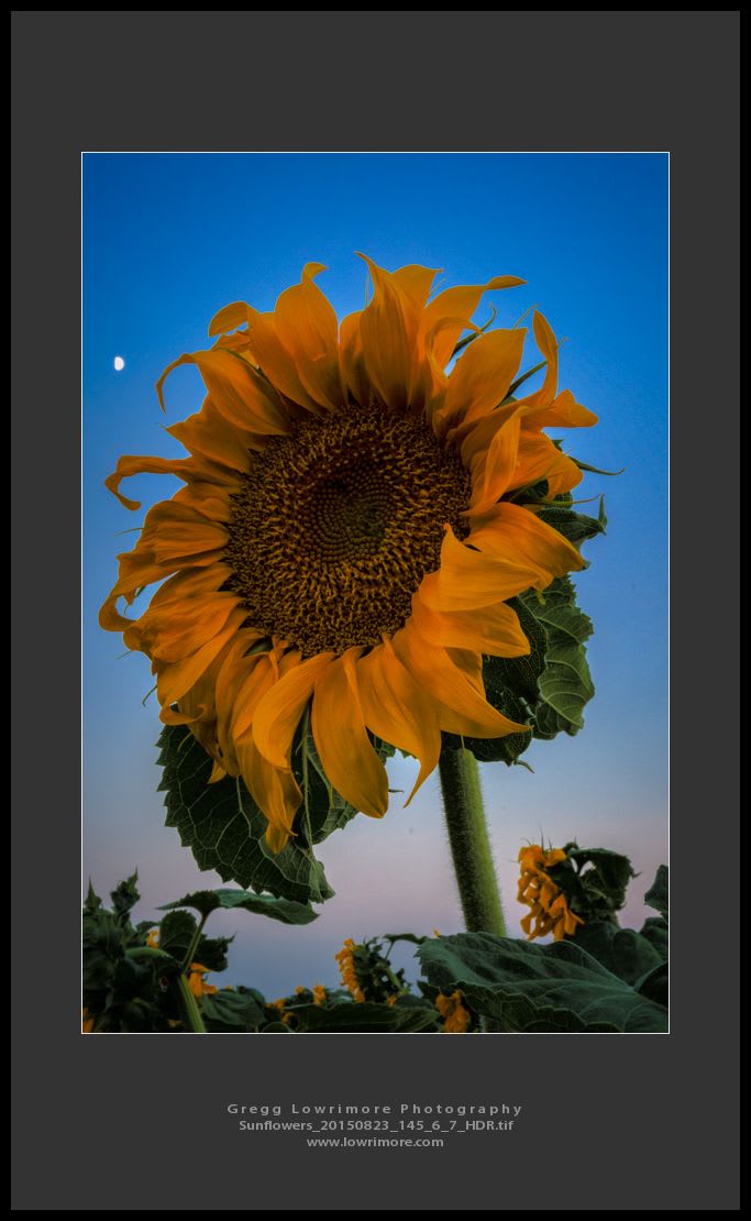 Sunflowers 20150823 145_6_7_HDR