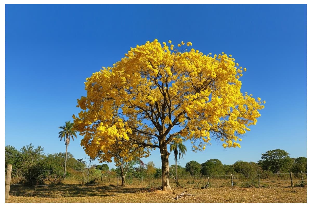 Espetáculo Cromático da Paisagem com Florescimento dos Ipês