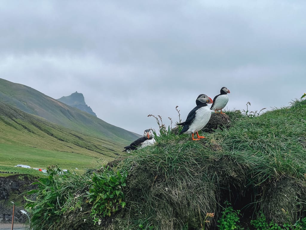 Islandija potovanje njorke puffins