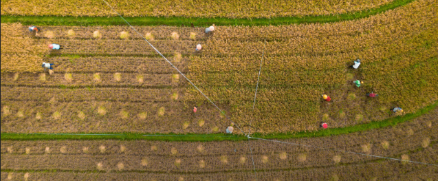 Agricultural Land in the Philippines: Why More Owners Are Exploring Investor Partnerships