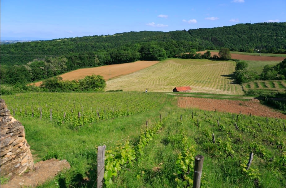 Programme immobilier Les Jardins du Moulin à Saint-Romain-au-Mont-d'Or