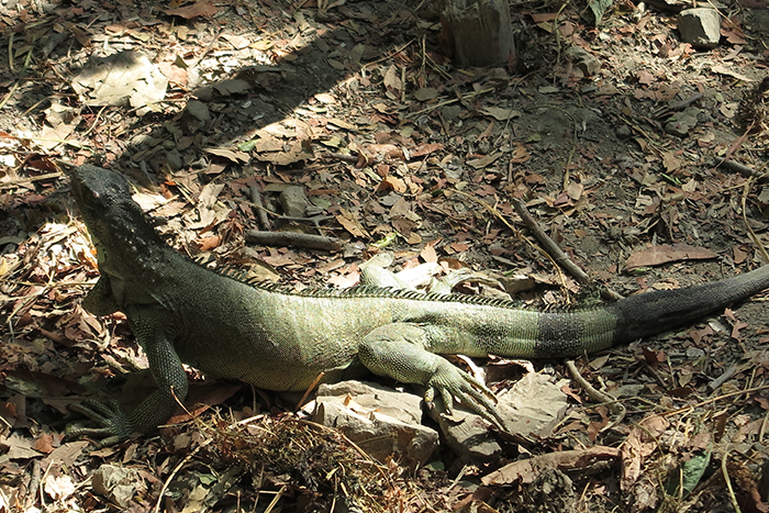 Iguanas, um símbolo Equatoriano
