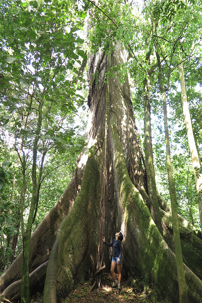 Eu e meus 1.80m... pequenina ao lado da enorme Ceiba.