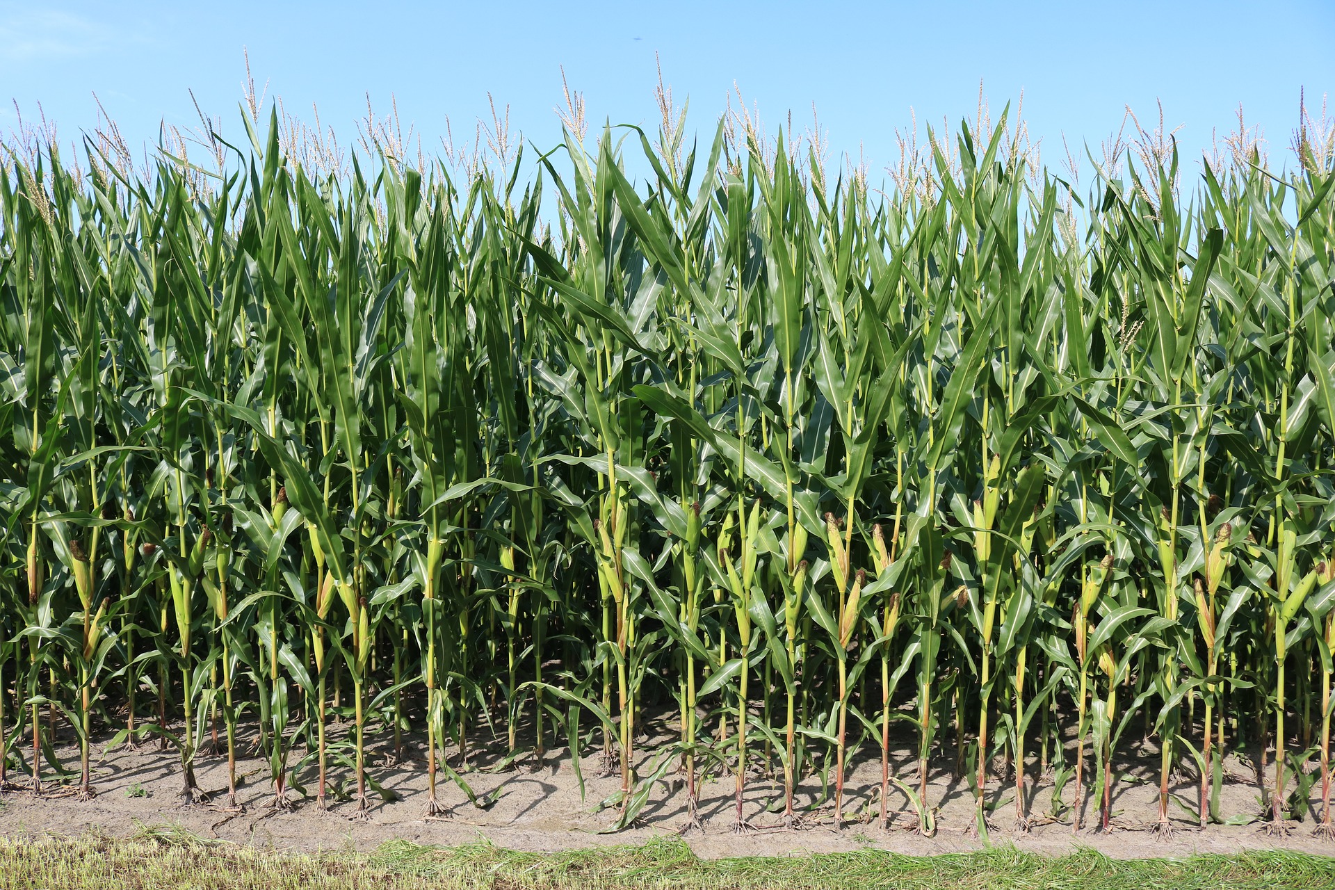 adverse-weather-overseas-boosts-us-corn-exports-gro-intelligence