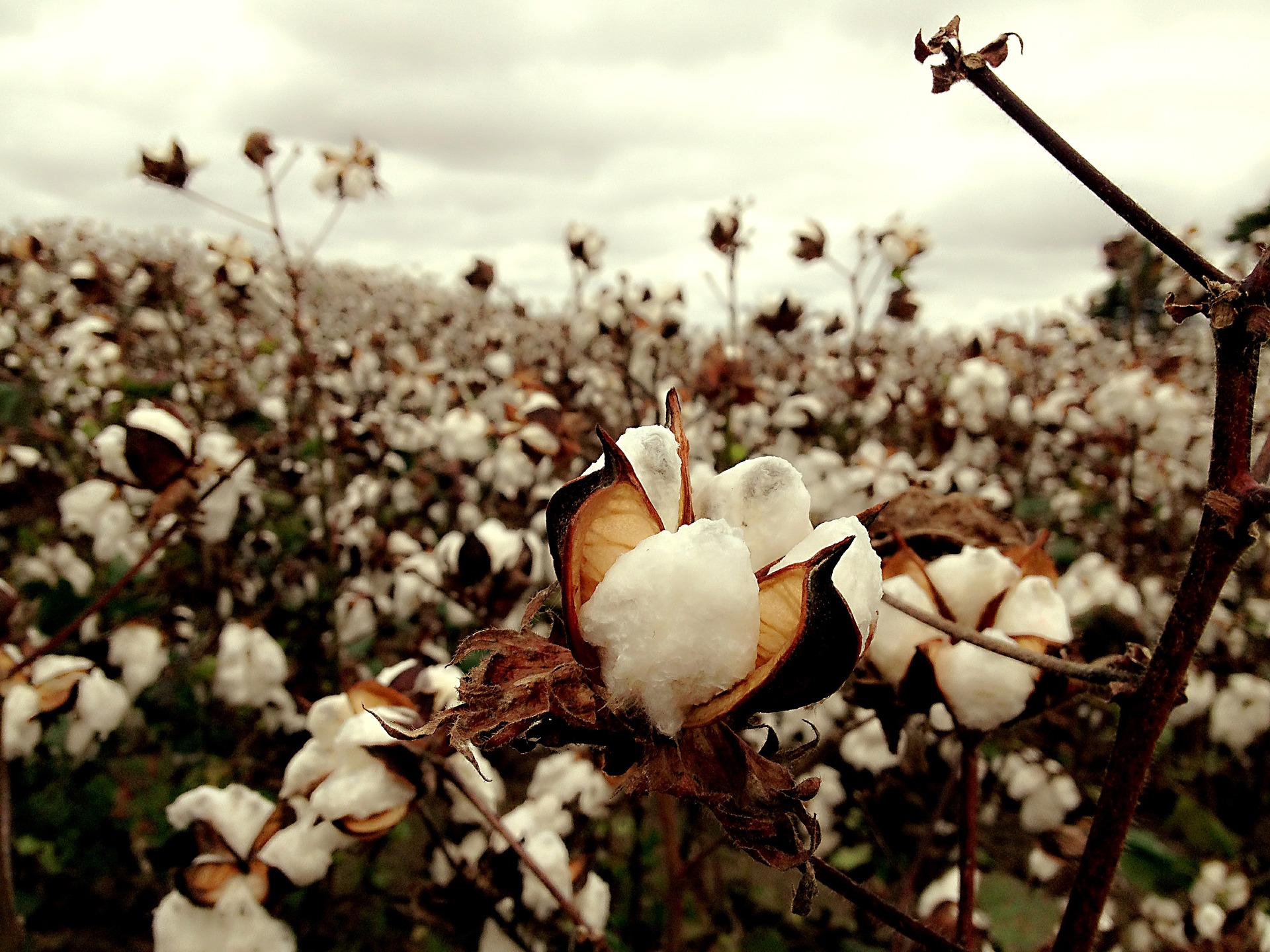 Global Cotton Futures Prices Soar Gro Intelligence