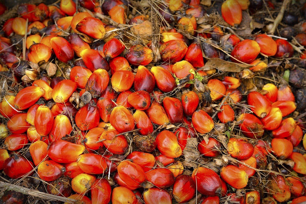 Which Country Consumes the Most Palm Kernel Oil in the World