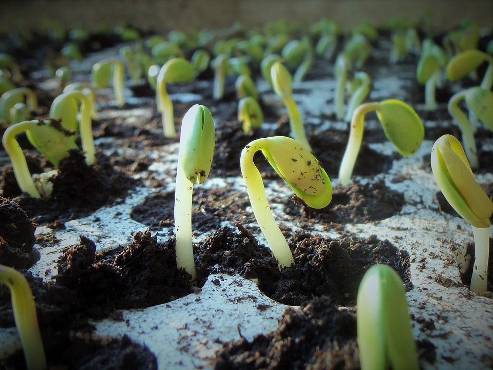 Cost to Produce an Acre of US Soybeans Jumps a Whopping 273 Percent