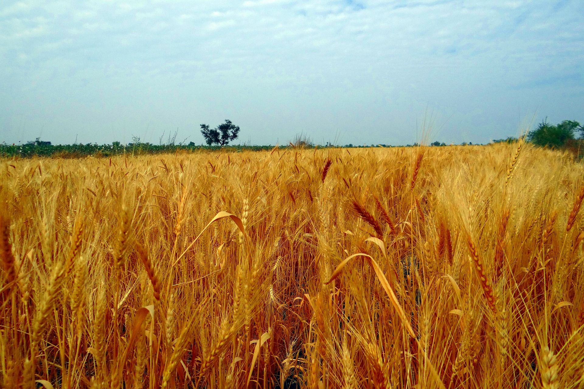 India Struggles to Meet Rising Wheat Demand