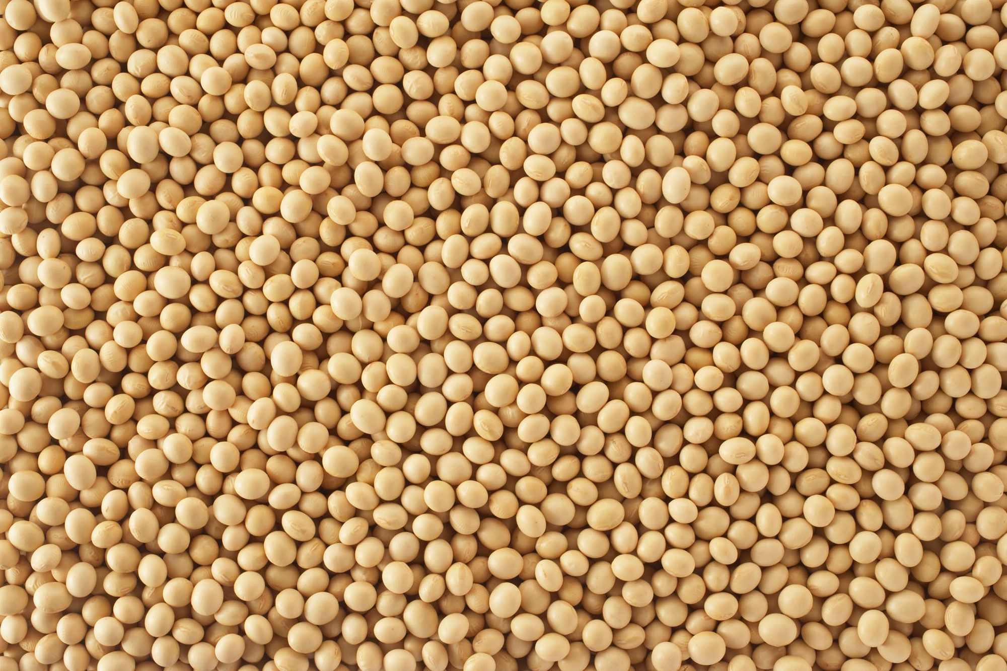 Why Soybean Meal Dominates the Animal Feed Market 