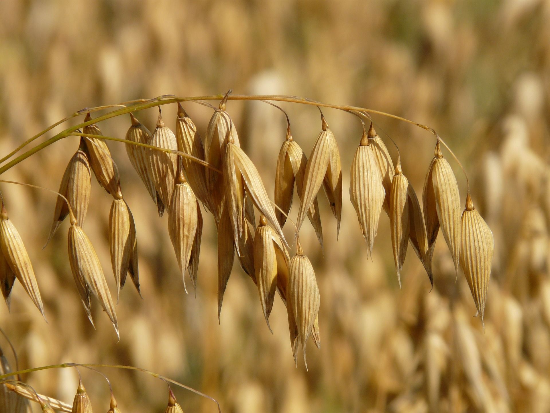 Cereal and Oat Milk Makers Feel the Crunch From Oats Shortage