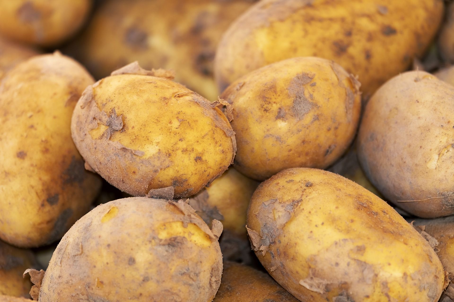 US Potato Production Decline Deepens Global Supply Shortage