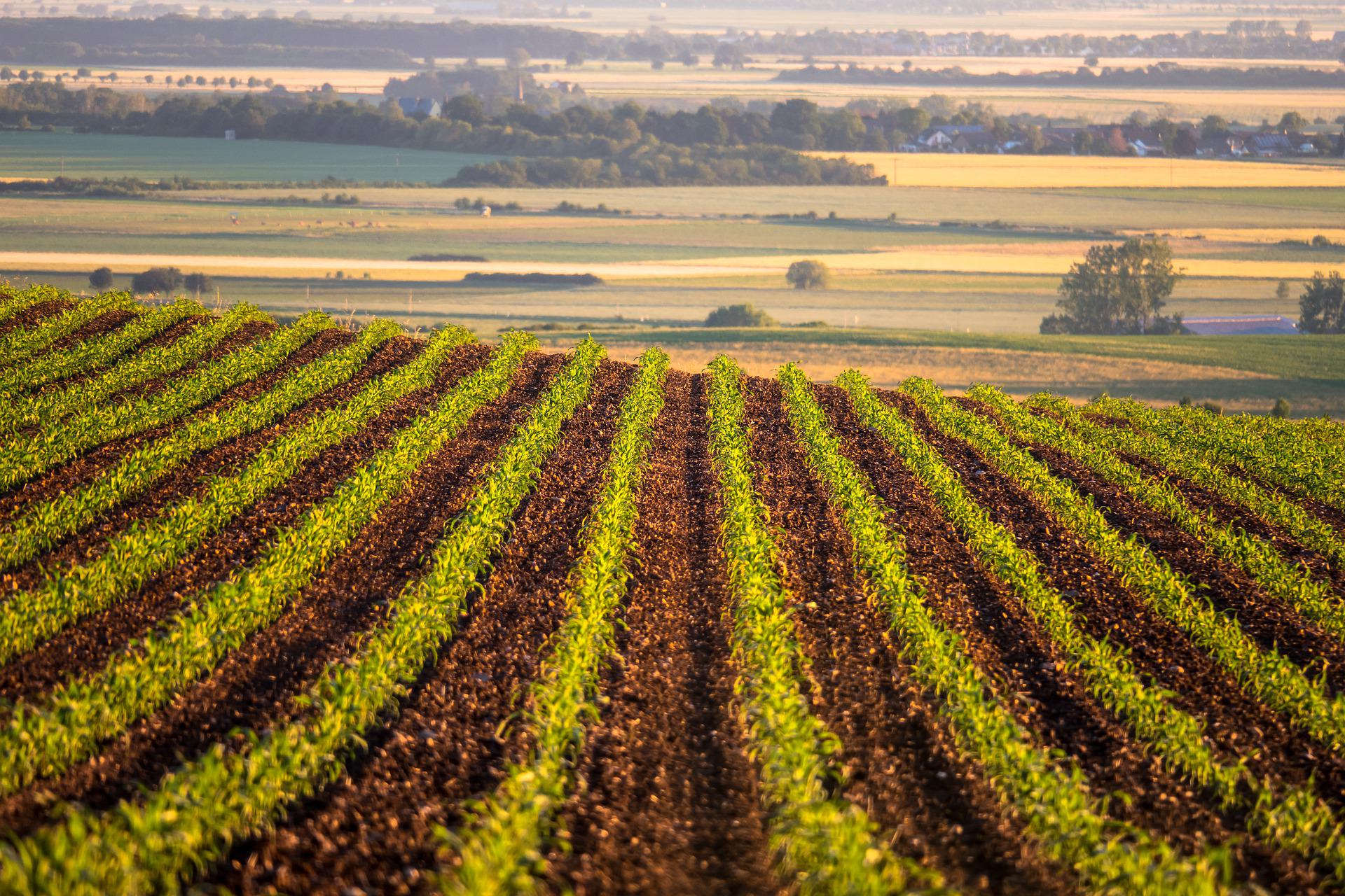 Heat Stress to Bring Big Changes to the US Corn Belt - UConn Today