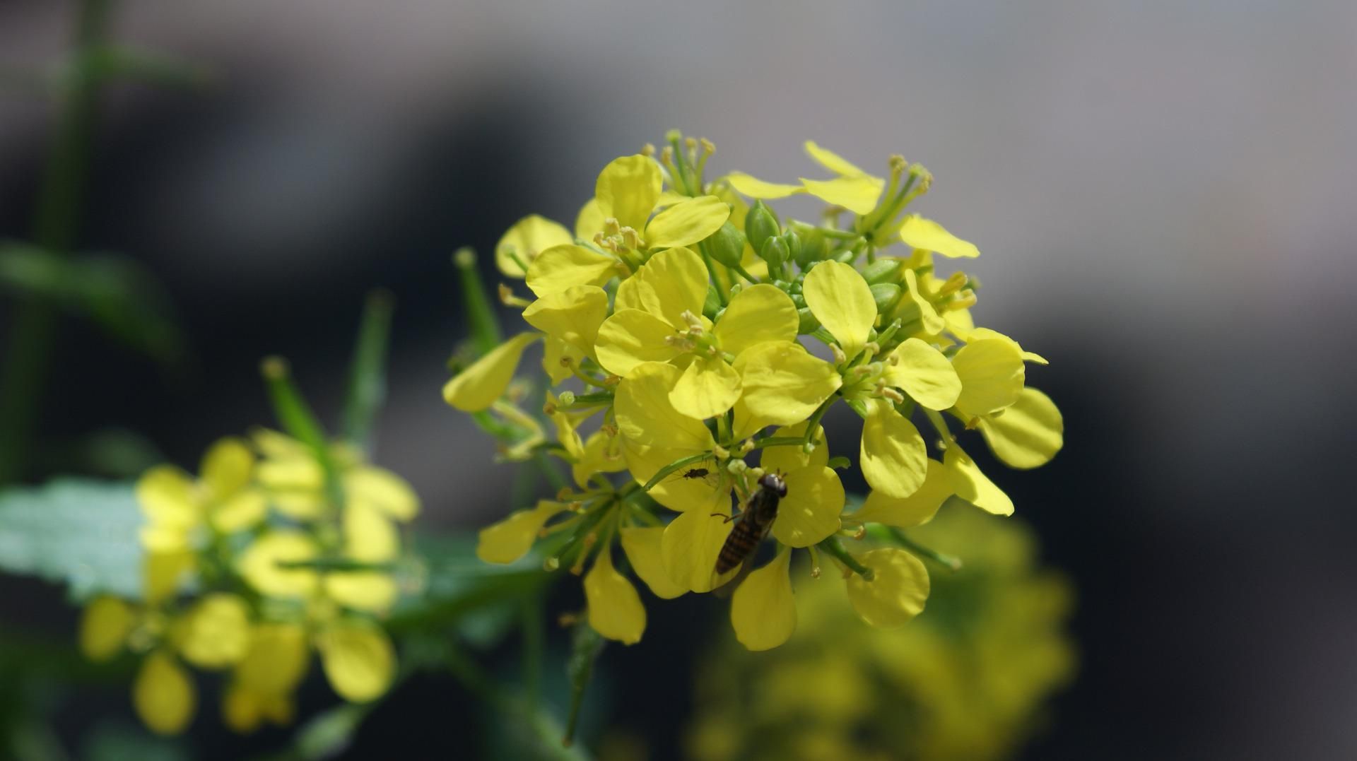 Mustard Seed Crop Outlook Deteriorates In Top Exporter Canada   Mustard Aug17 Db799eac59 