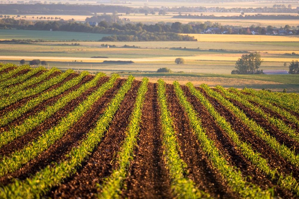 Smallest U.S. cotton crop in 13 years due to drought