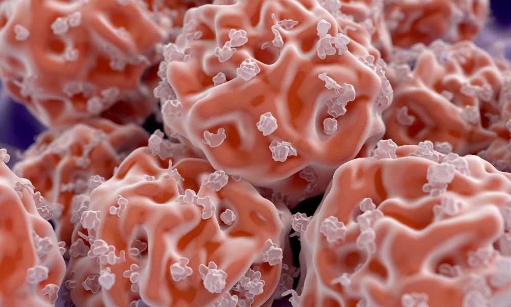 Bone Marrow And Diabetes Role In Immune System And Transplantation