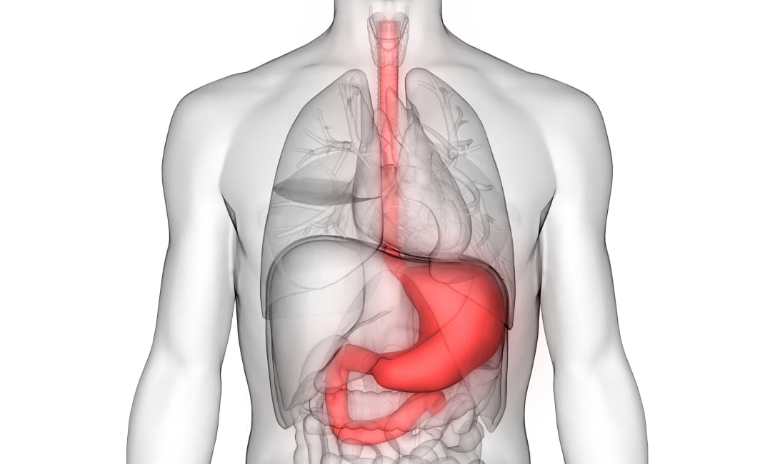 Digestive System - Mouth, Stomach, Small & Large Intestines