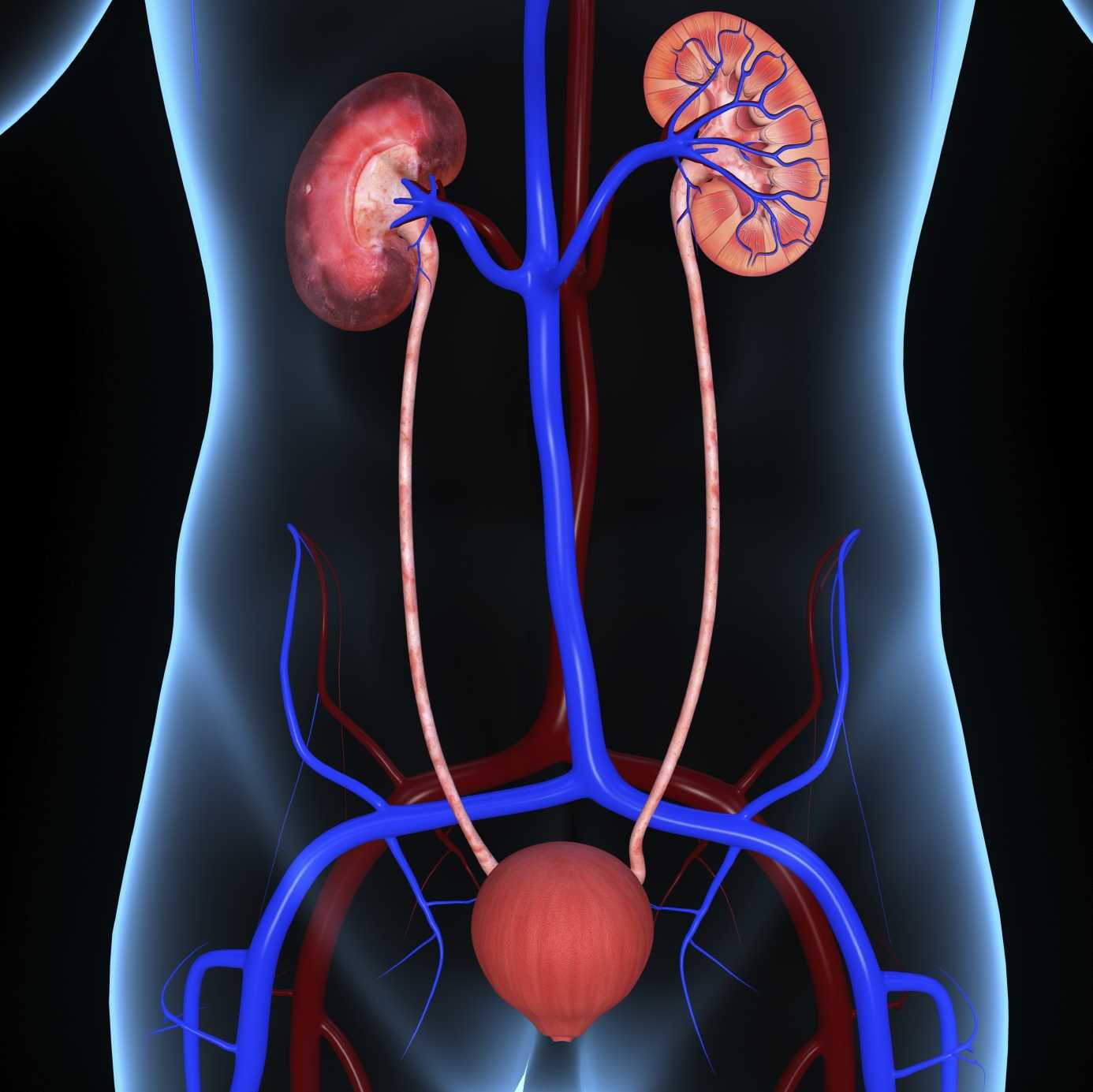 Urinary System - Role, Components, Urinary Tract Infections