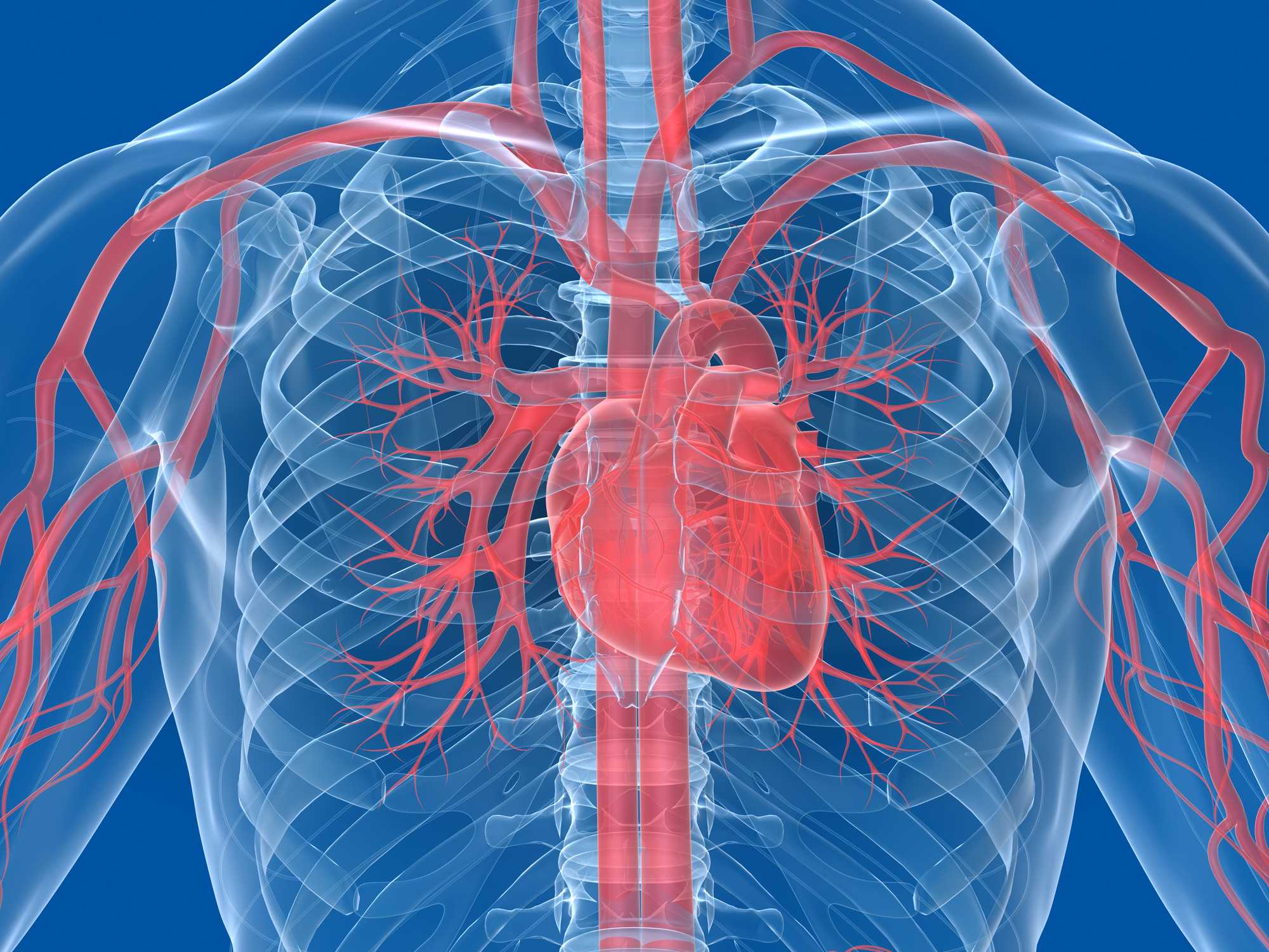 Circulatory System And Diabetes