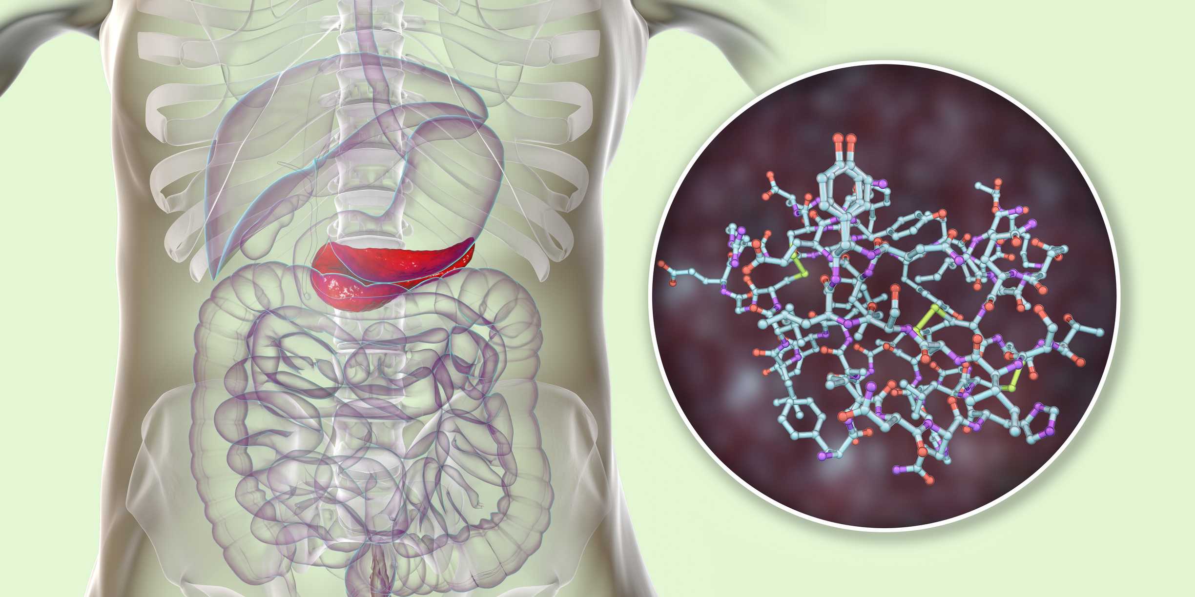 Glycogen And Diabetes Role Storage Release Exercise