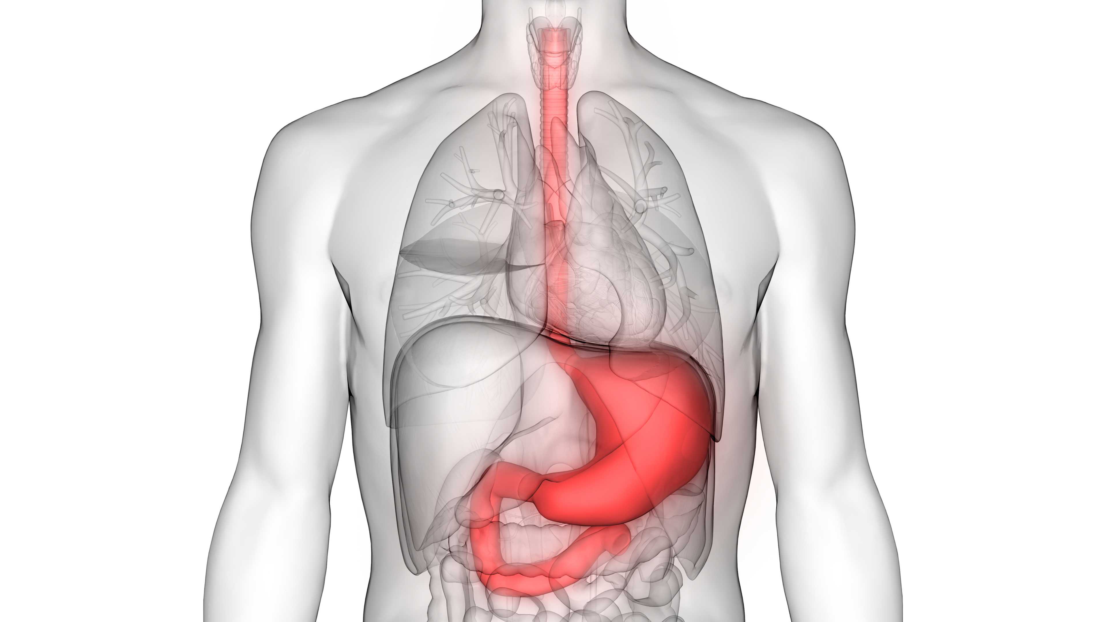 Digestive System - Mouth, Stomach, Small &amp; Large Intestines