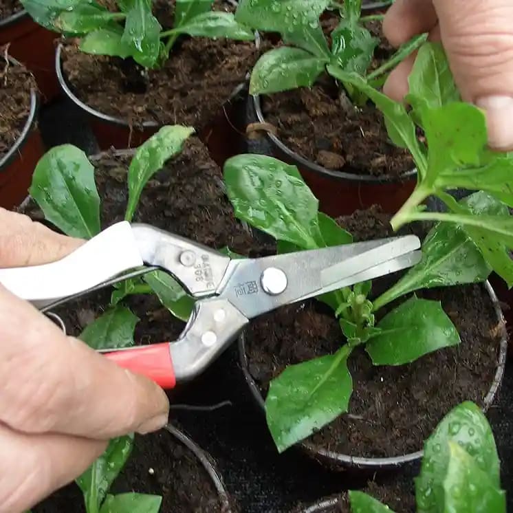 Tesoura de Colheita Okatsune 306