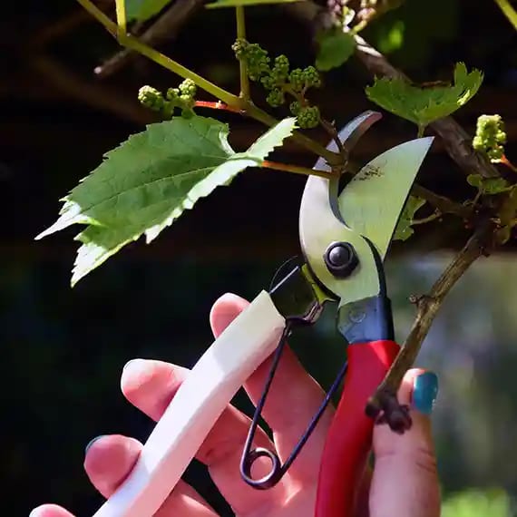 Tesoura de Poda Okatsune 101 S - Image 3