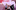 Event Collection Header