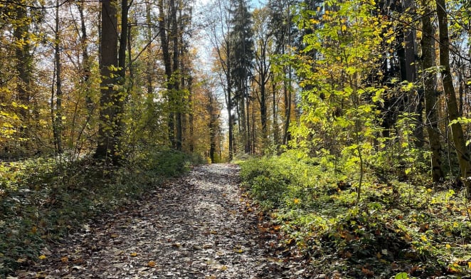 Herbstride: Wurzacher Ried