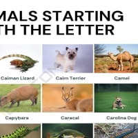 Animals that Start with R: Names of 24 Animals Starting with R • 7ESL Animals that Start with R: Names of 24 Animals Starting with R • 7ESL