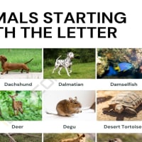 Animals that Start with R: Names of 24 Animals Starting with R • 7ESL Animals that Start with R: Names of 24 Animals Starting with R • 7ESL