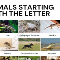 Animals that Start with V: Useful List of 20 Animals Starting with V • 7ESL Animals that Start with V: Useful List of 20 Animals Starting with V • 7ESL