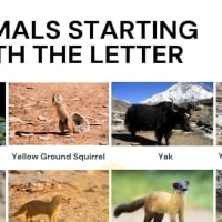 Animals that Start with V: Useful List of 20 Animals Starting with V • 7ESL Animals that Start with V: Useful List of 20 Animals Starting with V • 7ESL
