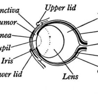 13+ Diagram Of Frog Mouth