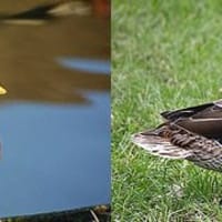 Bird Feathers - Facts & Information Guide For Feathers